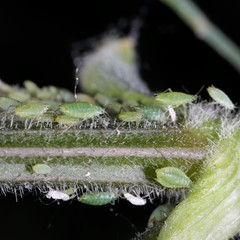 Cavariella theobaldi