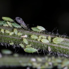 Cavariella theobaldi