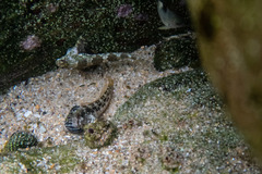 Lepidoblennius haplodactylus