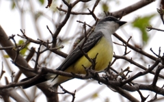 Tyrannus niveigularis