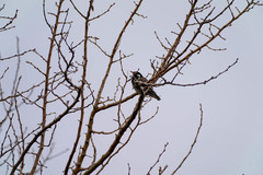 Spodiopsar cineraceus