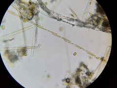 Bacillaria paxillifera