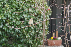 Phoenicurus auroreus