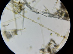 Bacillaria paxillifera