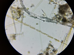 Bacillaria paxillifera