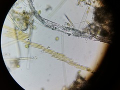 Bacillaria paxillifera