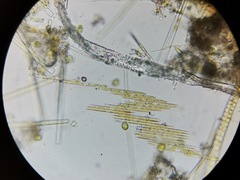 Bacillaria paxillifera