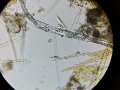 Bacillaria paxillifera