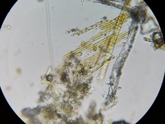 Bacillaria paxillifera