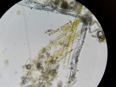 Bacillaria paxillifera