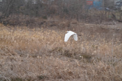 Ardea alba
