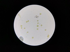 Tetraselmis