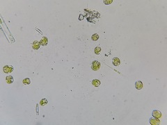 Tetraselmis