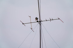 Spodiopsar cineraceus