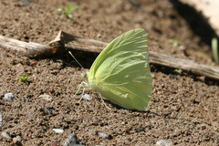 Aphrissa statira statira