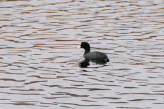Fulica atra