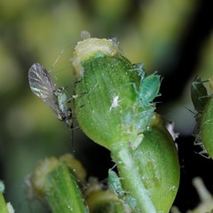 Cavariella theobaldi