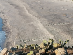 Dermochelys coriacea