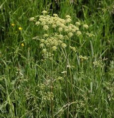 Cavariella theobaldi