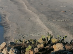 Dermochelys coriacea