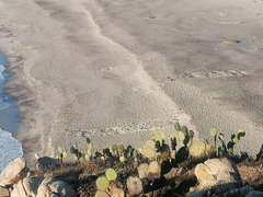 Dermochelys coriacea