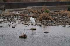 Ardea alba