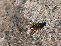 Chrysotoxum triarcuatum