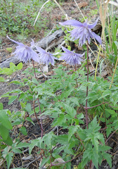 Clematis macropetala