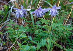 Clematis macropetala