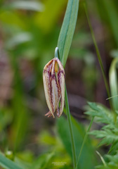 Fritillaria maximowiczii
