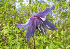 Clematis macropetala