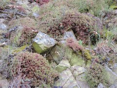 Saxifraga fragosoi
