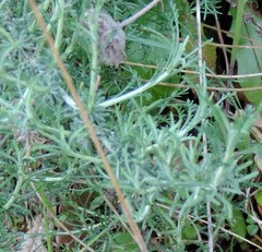 Santolina semidentata