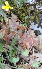 Ranunculus parviflorus