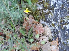 Santolina semidentata