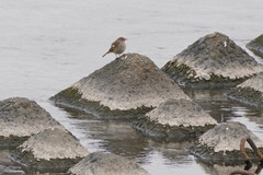 Phoenicurus auroreus