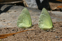 Aphrissa statira statira