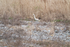 Ardea alba
