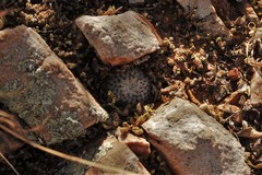 Mammillaria breviplumosa