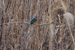Alcedo atthis