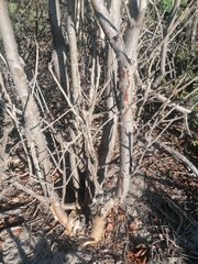 Jatropha cinerea