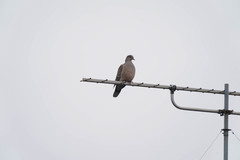 Streptopelia orientalis