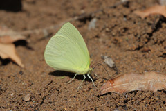 Aphrissa statira statira