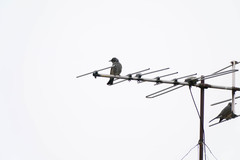 Hypsipetes amaurotis