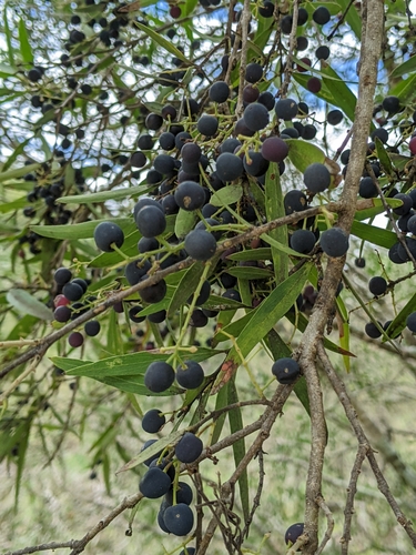 Notelaea microcarpa R.Br.
