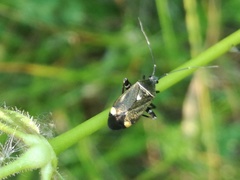 Closterotomus cinctipes