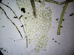 Hydrodictyon reticulatum