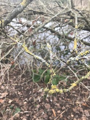 Laetisaria lichenicola