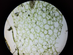 Hydrodictyon reticulatum