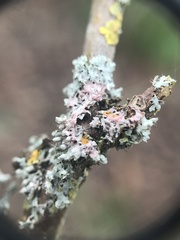 Laetisaria lichenicola